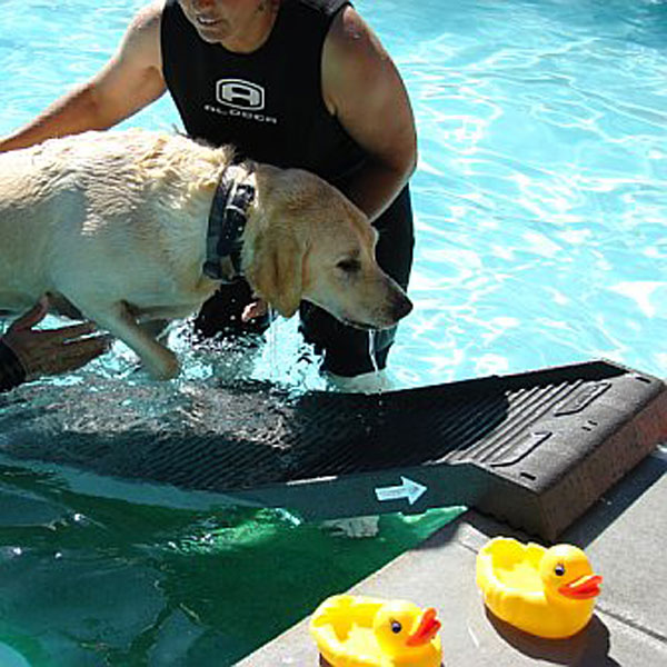 pool ramp for large dogs